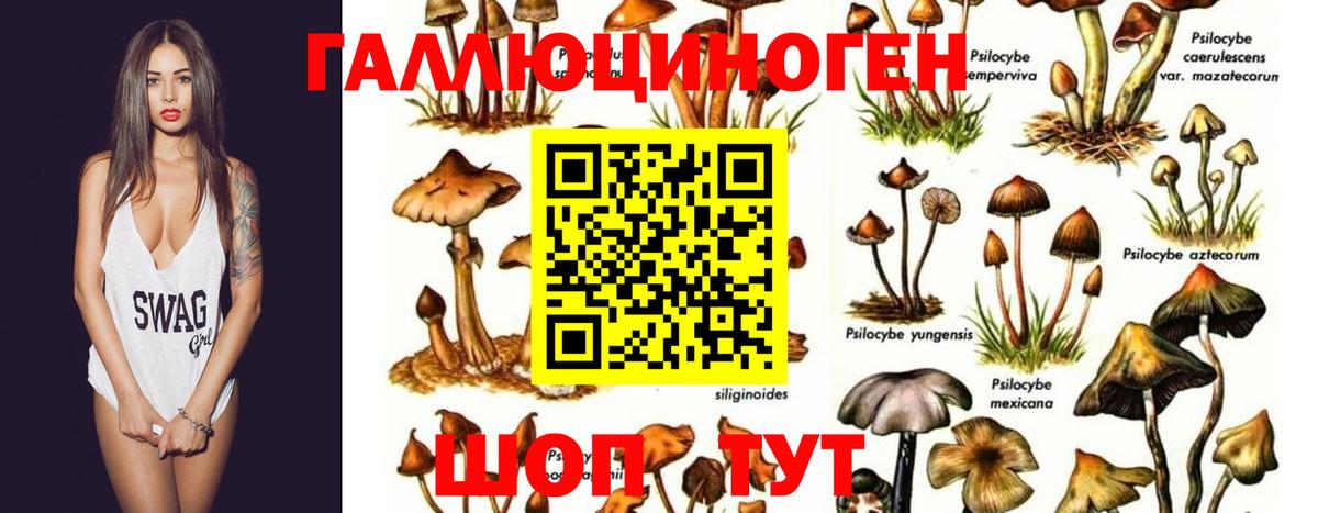 Галлюциногенные грибы GOLDEN TEACHER Осинники